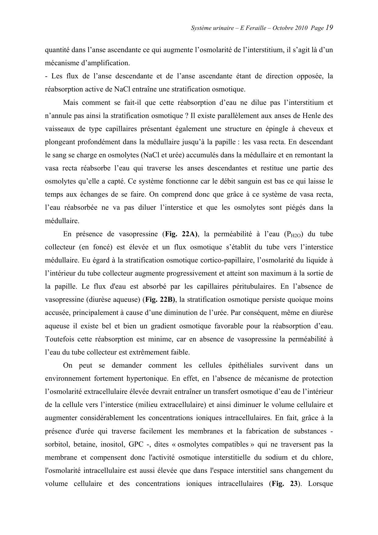 Système urinaire — ancien polycopié page 19