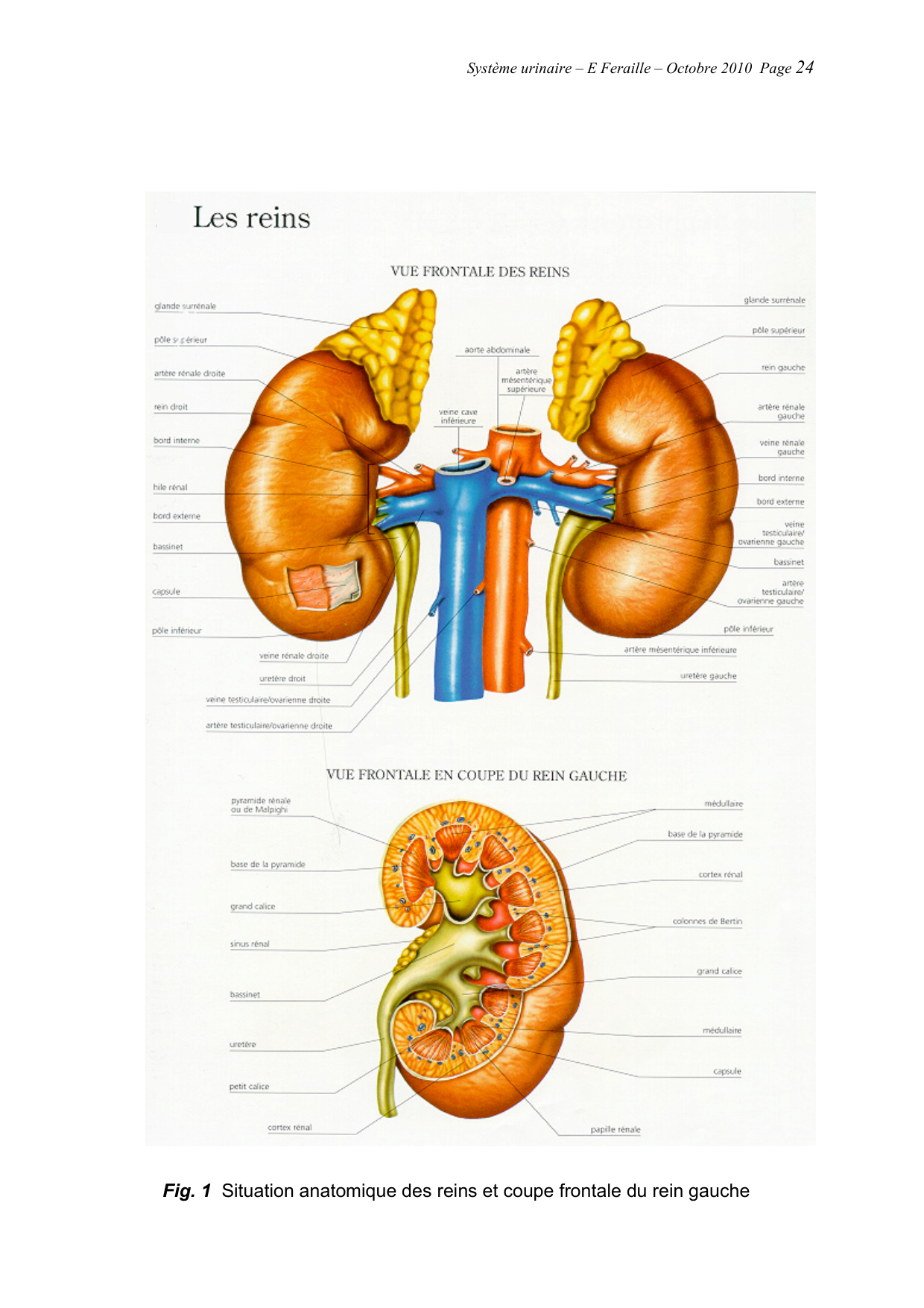 Système urinaire — ancien polycopié page 24