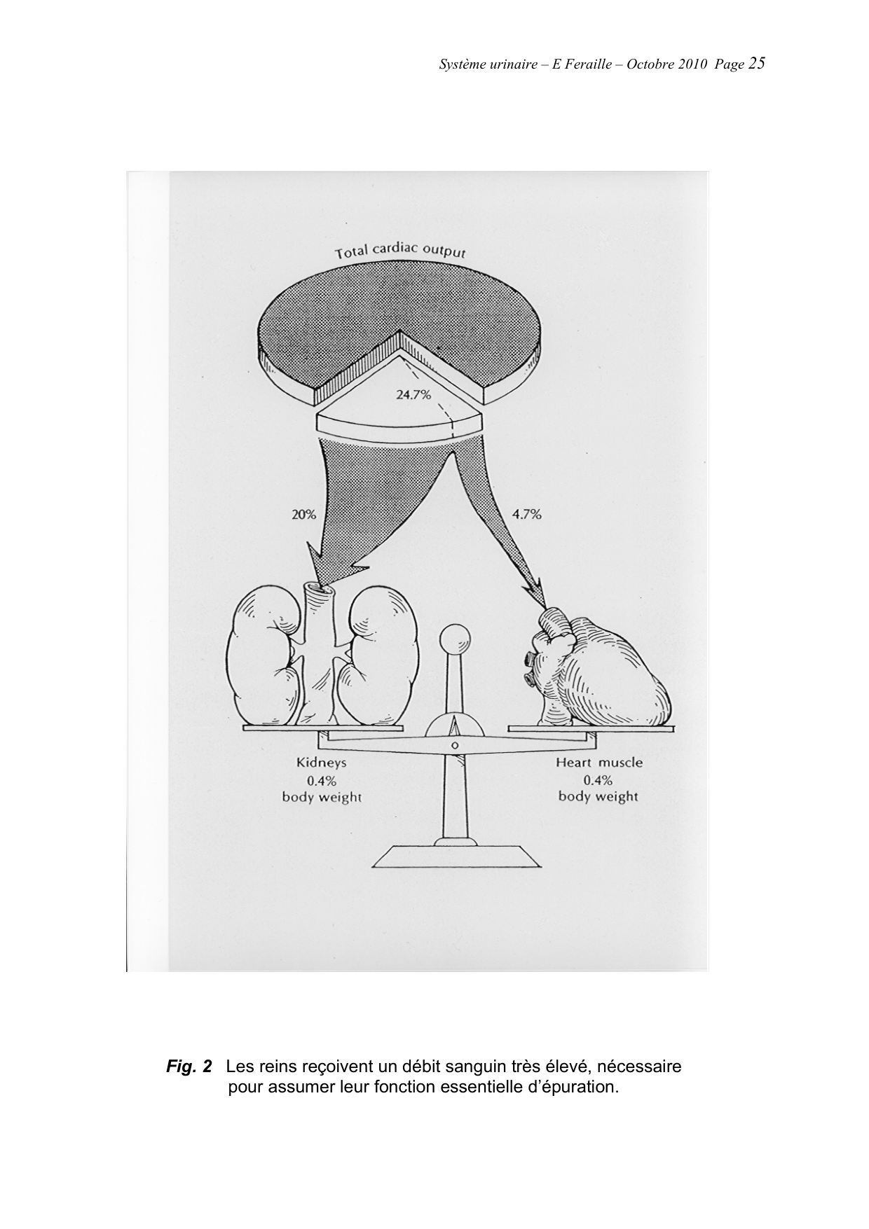 Système urinaire — ancien polycopié page 25