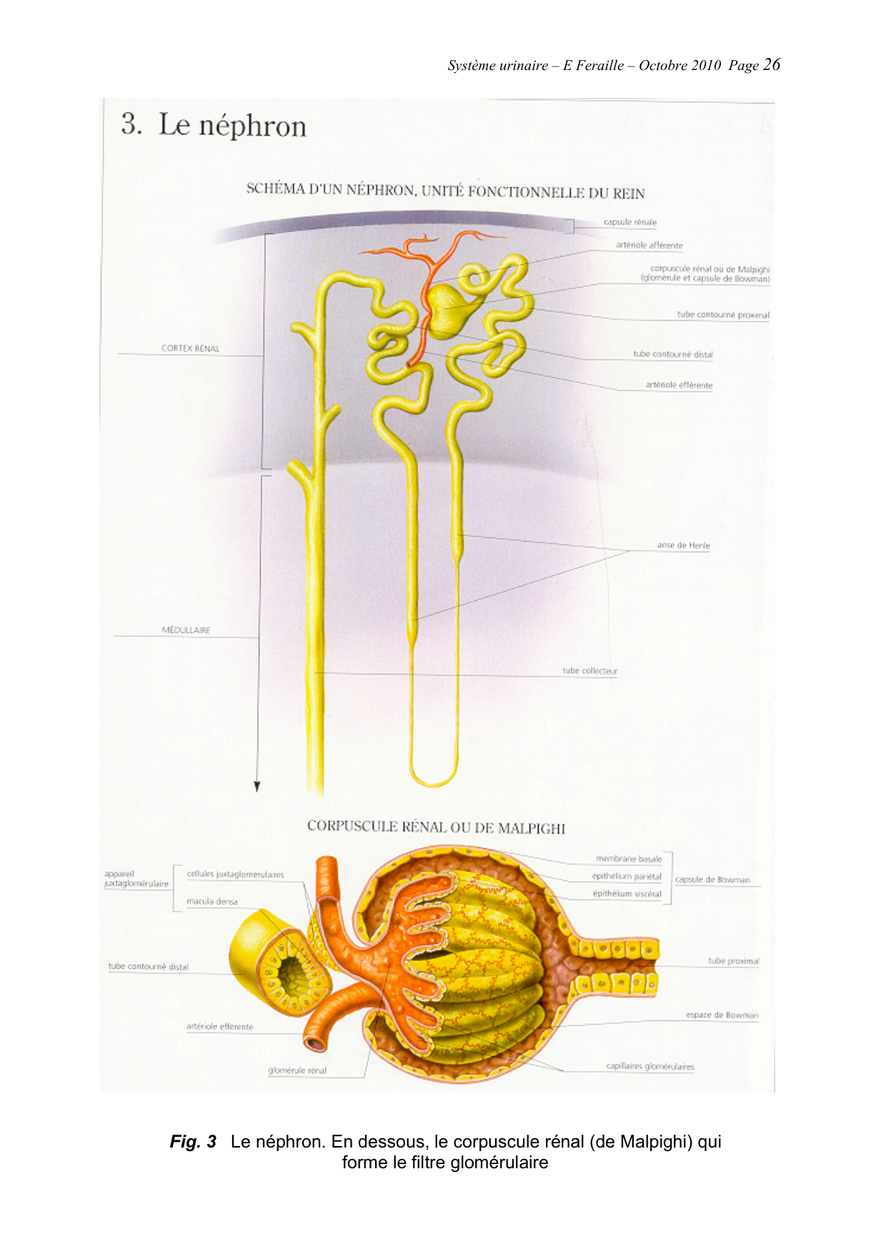 Système urinaire — ancien polycopié page 26