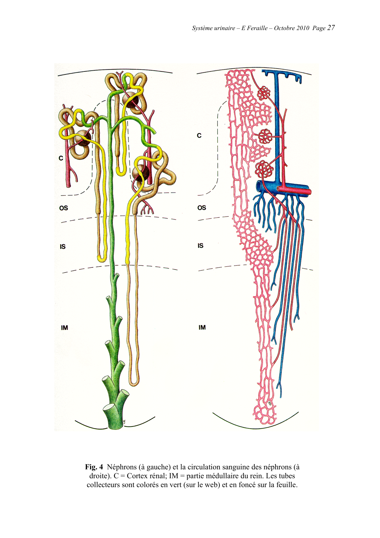 Système urinaire — ancien polycopié page 27