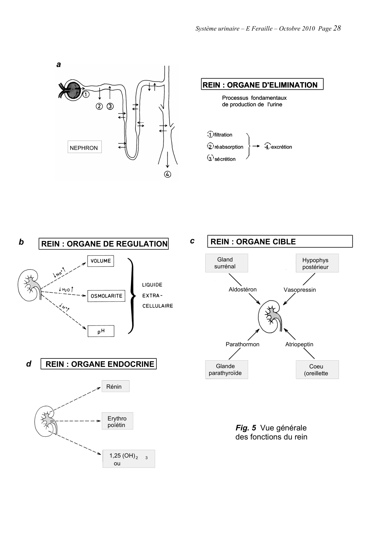 Système urinaire — ancien polycopié page 28