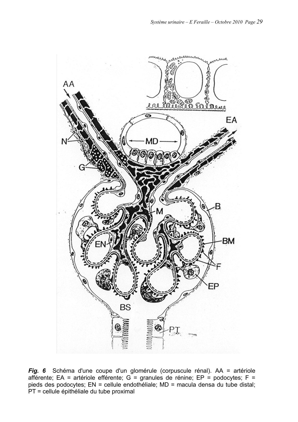 Système urinaire — ancien polycopié page 29