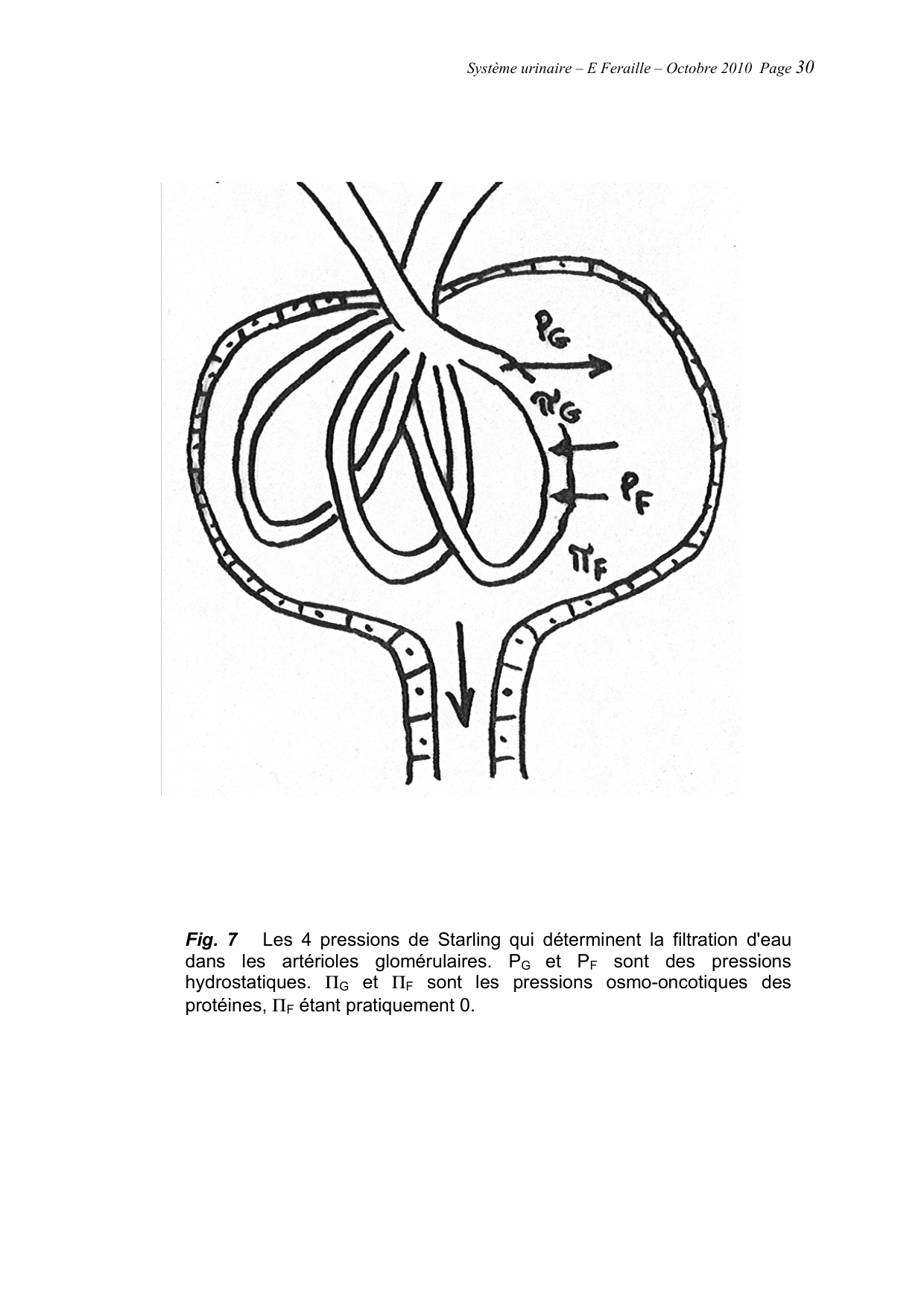Système urinaire — ancien polycopié page 30