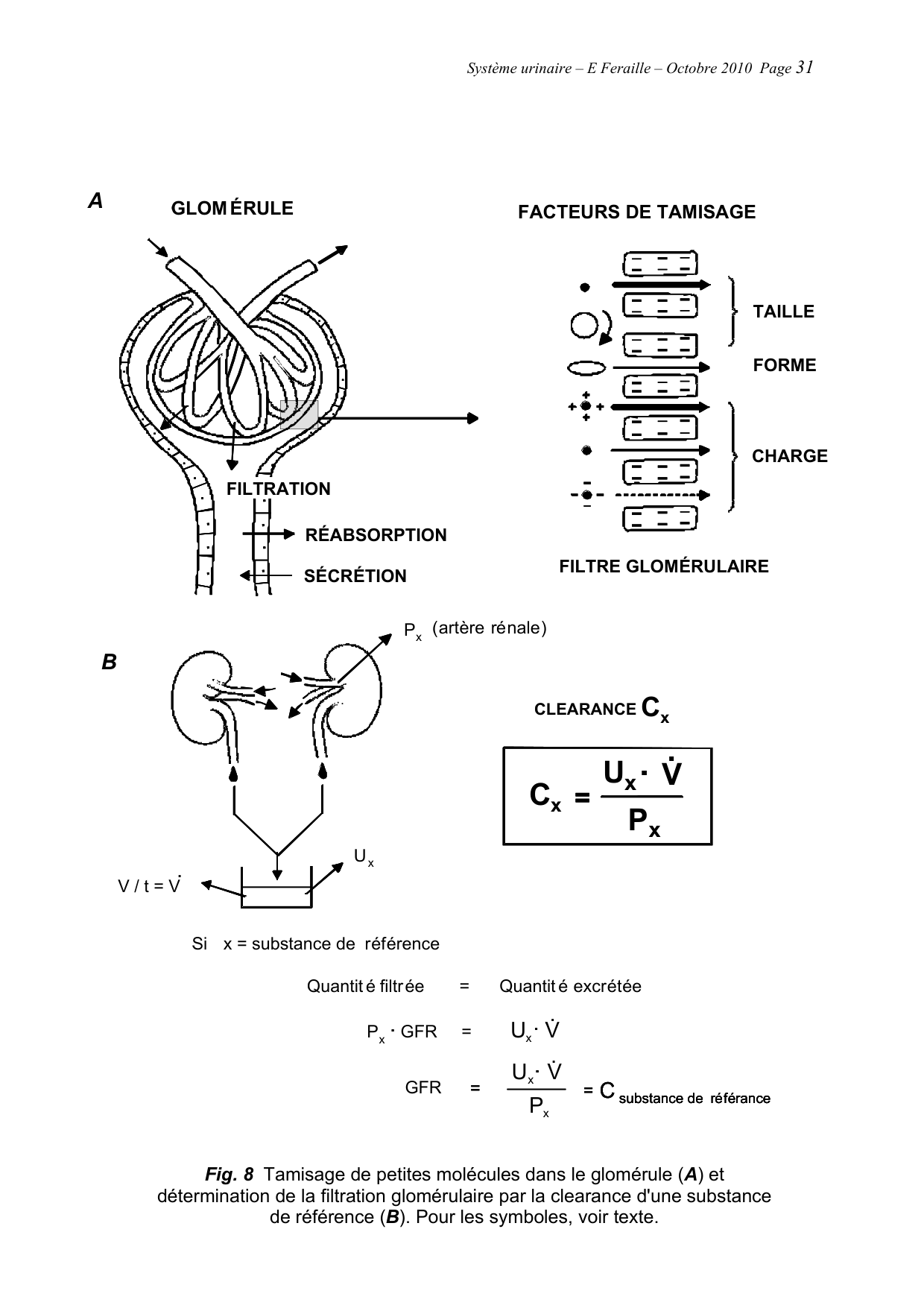 Système urinaire — ancien polycopié page 31