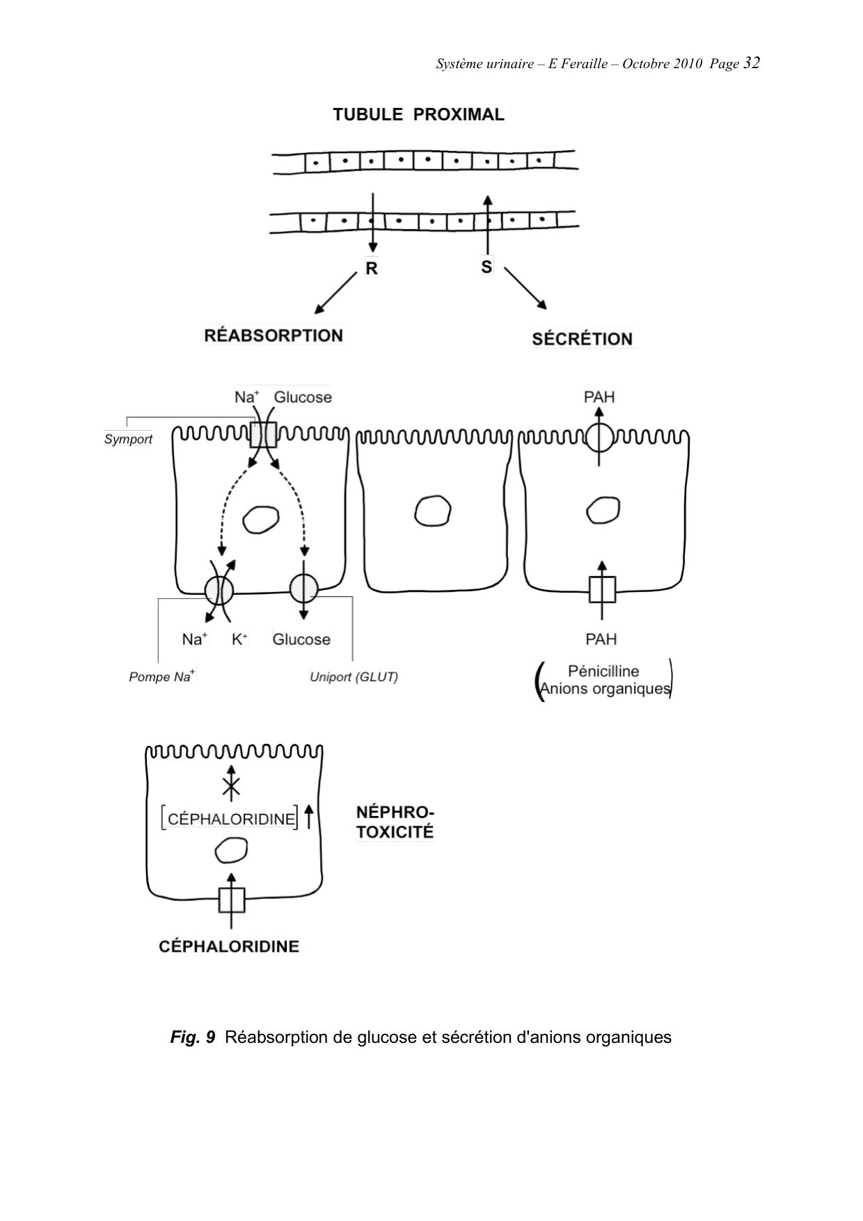Système urinaire — ancien polycopié page 32