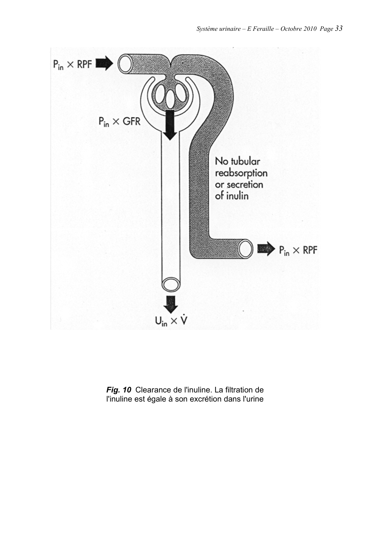 Système urinaire — ancien polycopié page 33