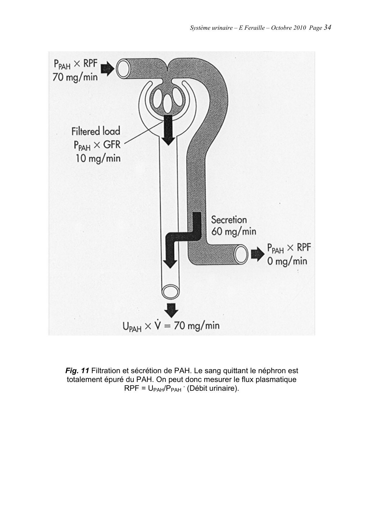 Système urinaire — ancien polycopié page 34