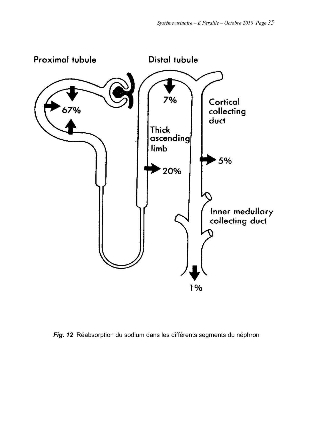 Système urinaire — ancien polycopié page 35