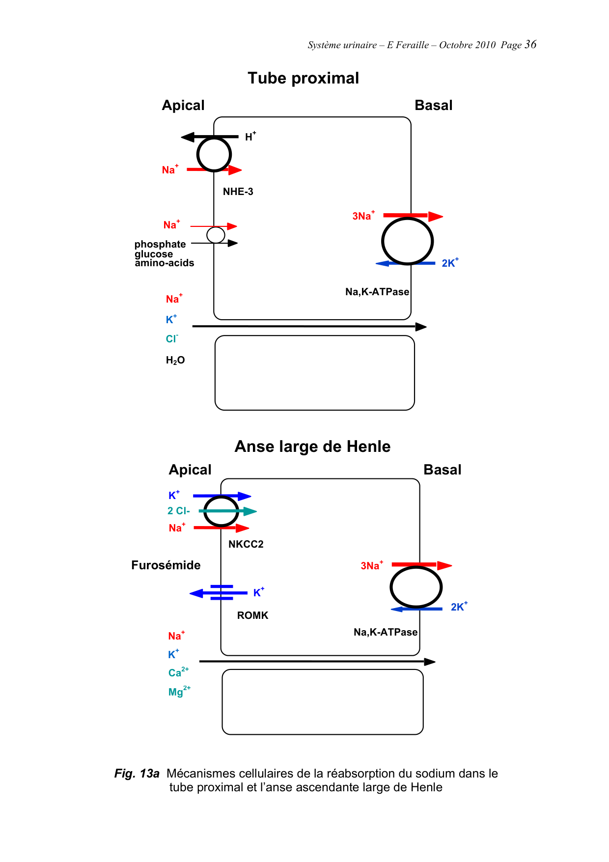 Système urinaire — ancien polycopié page 36