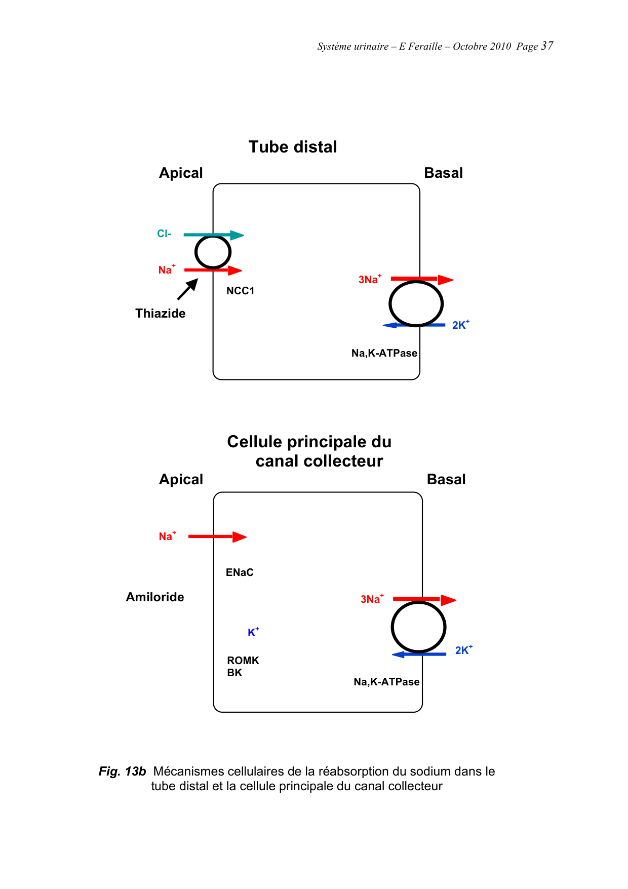 Système urinaire — ancien polycopié page 37