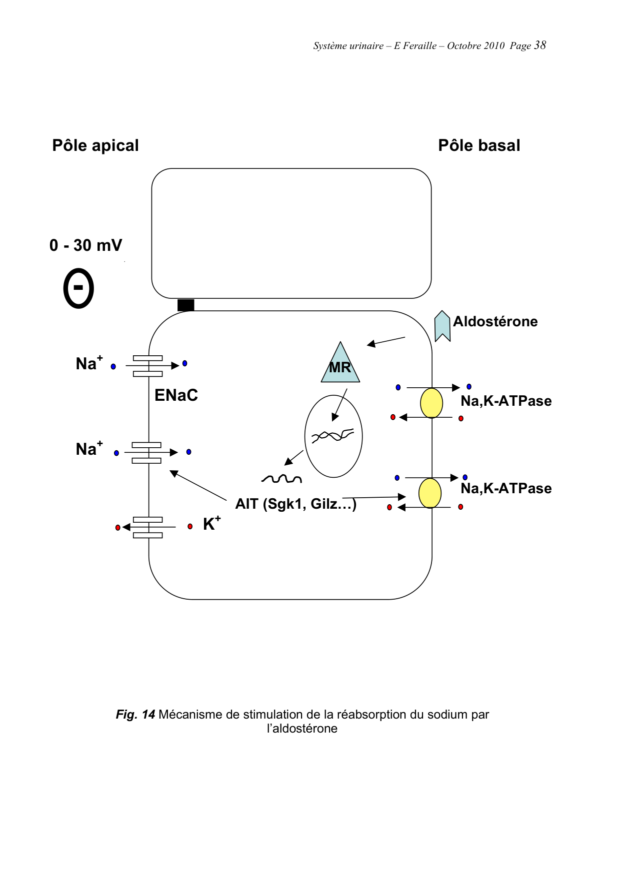 Système urinaire — ancien polycopié page 38