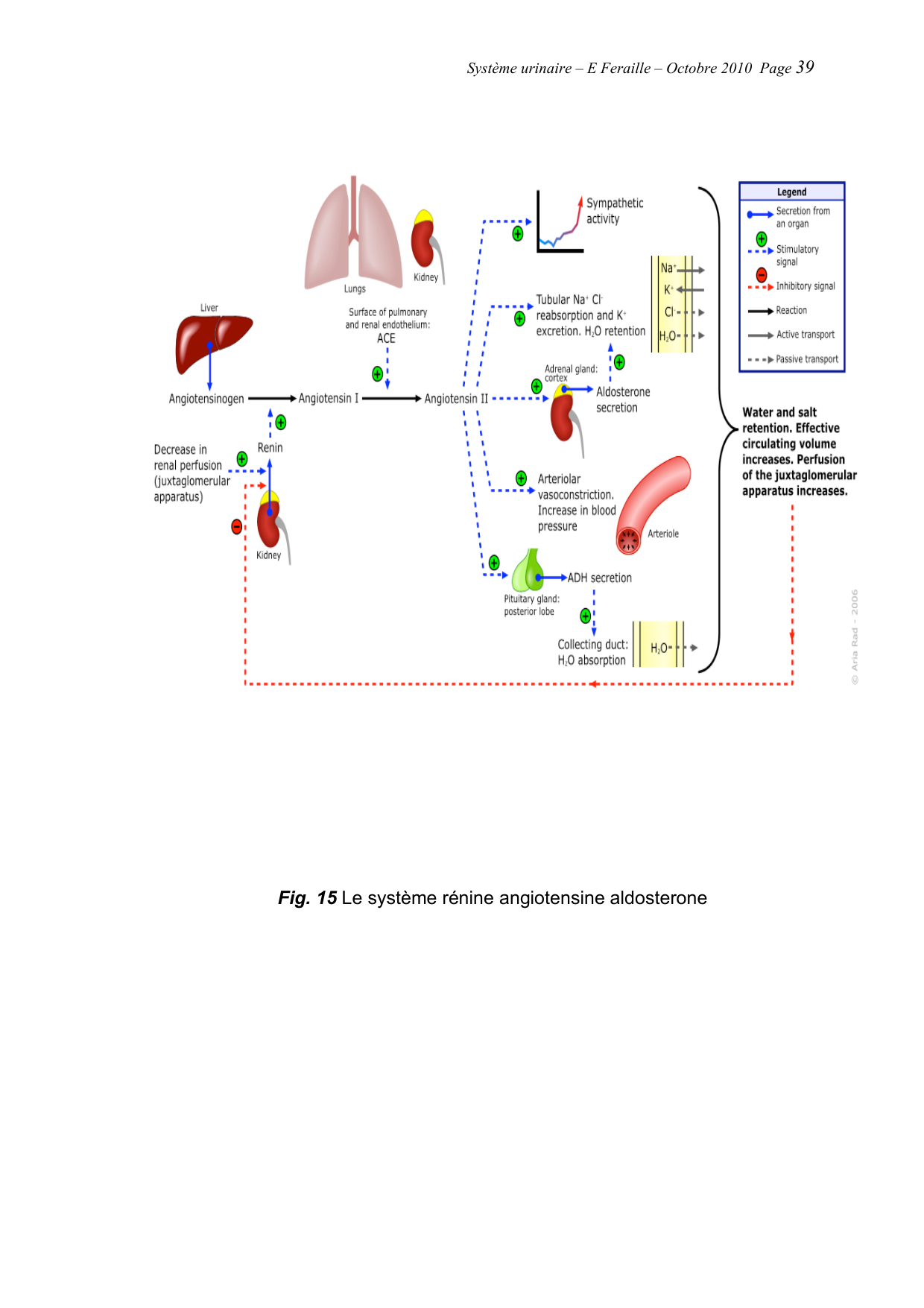 Système urinaire — ancien polycopié page 39