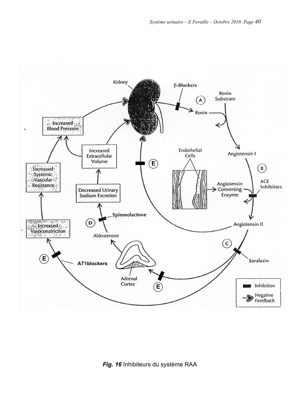 Système urinaire — ancien polycopié page 40