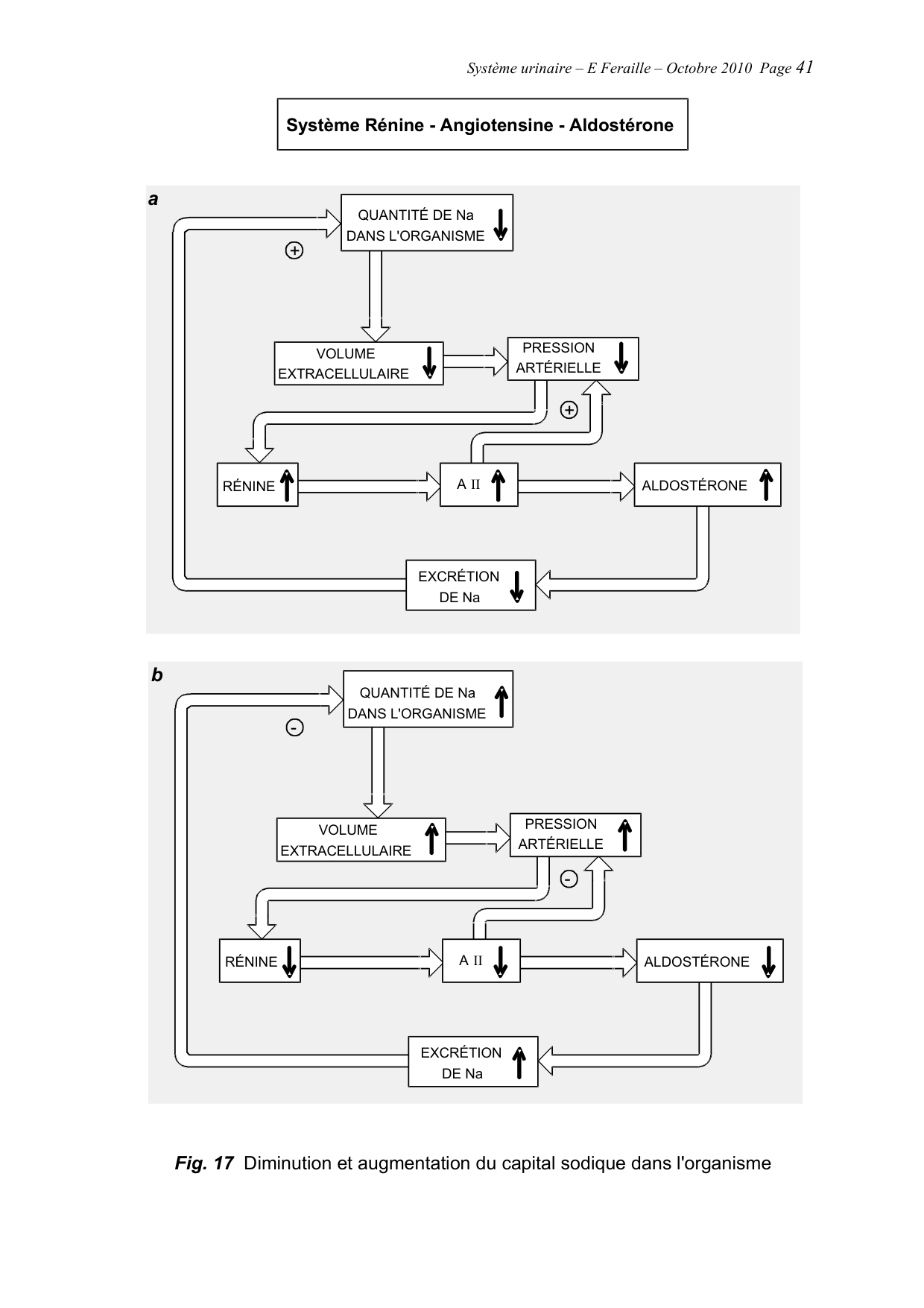 Système urinaire — ancien polycopié page 41