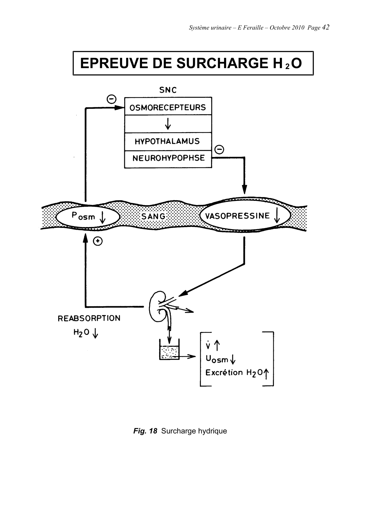Système urinaire — ancien polycopié page 42