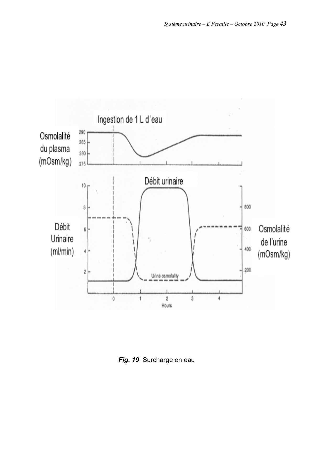 Système urinaire — ancien polycopié page 43