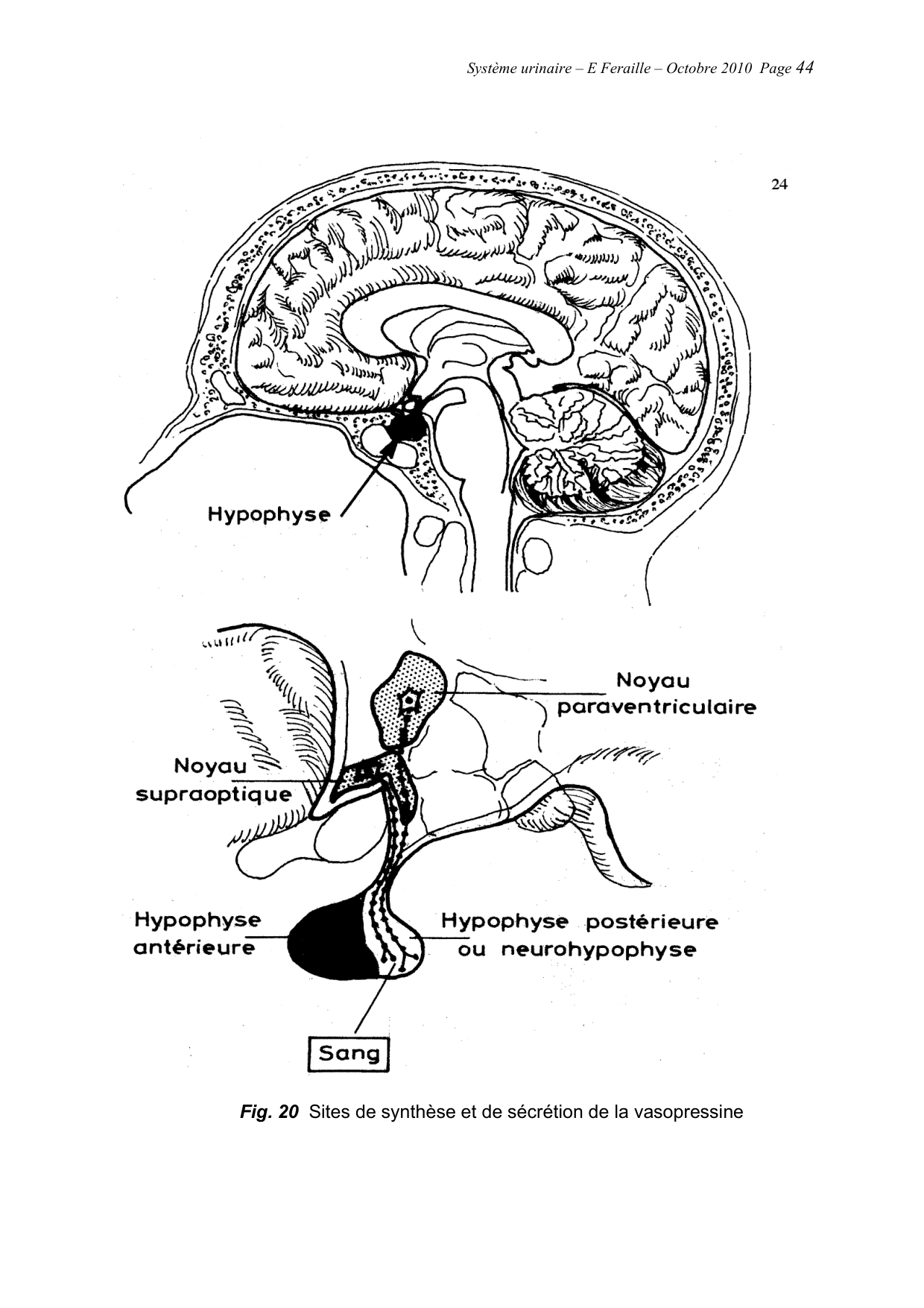 Système urinaire — ancien polycopié page 44