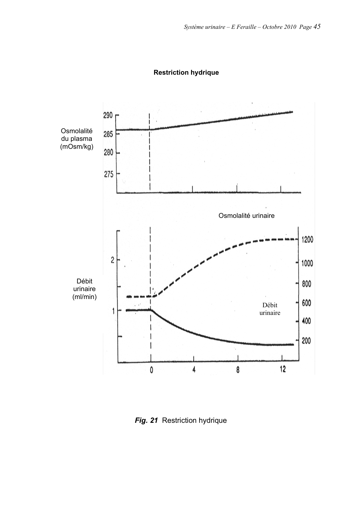 Système urinaire — ancien polycopié page 45