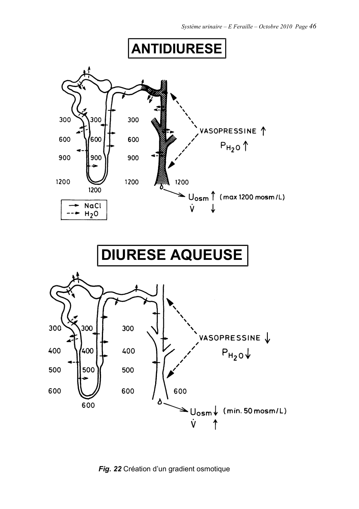 Système urinaire — ancien polycopié page 46