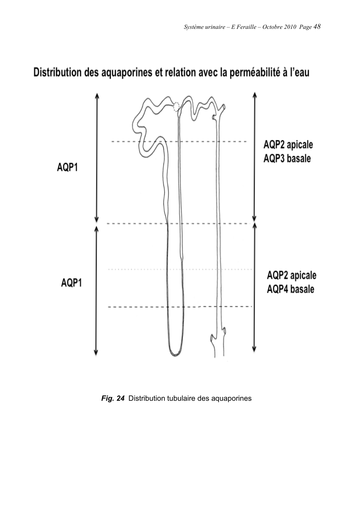 Système urinaire — ancien polycopié page 48