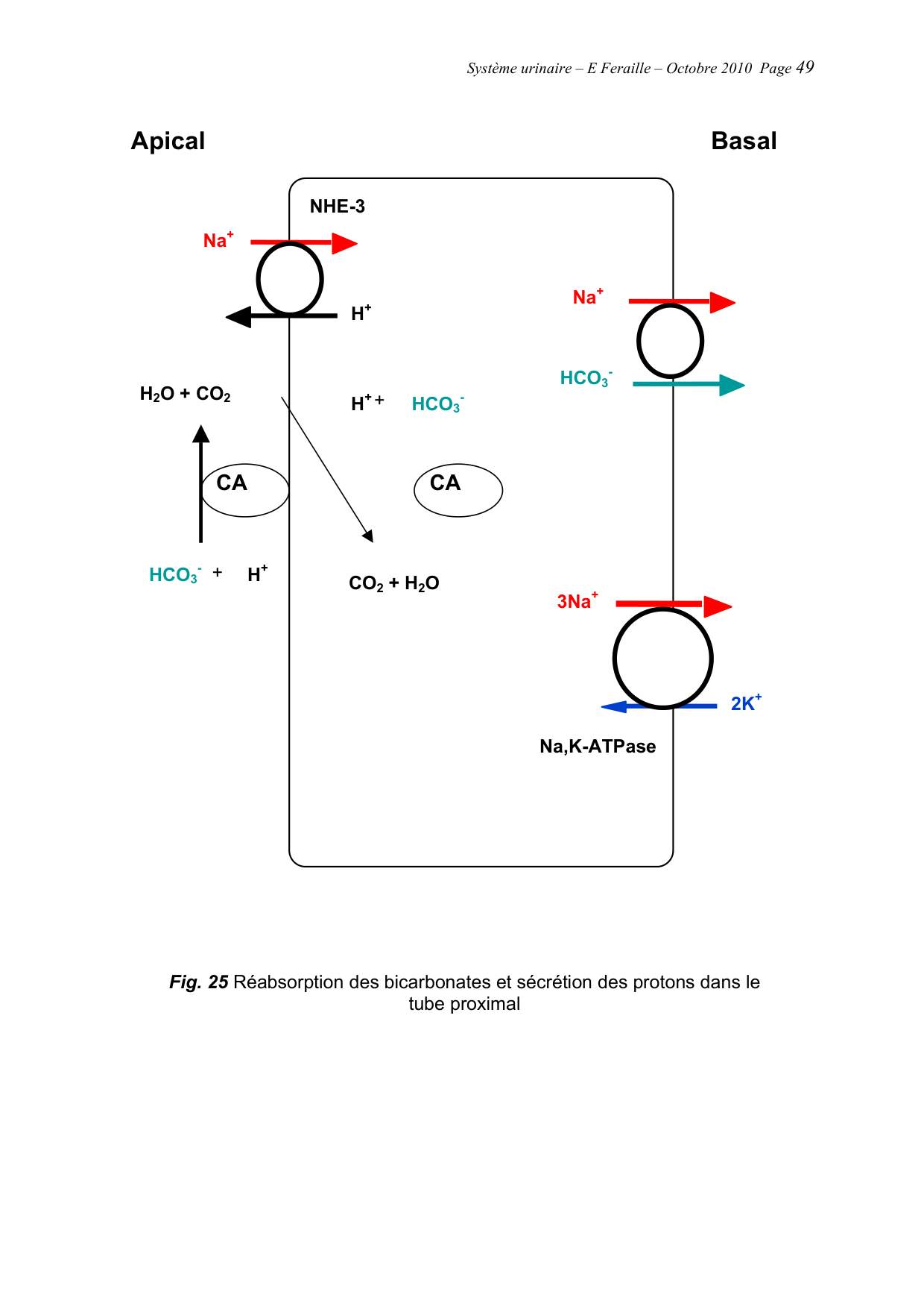 Système urinaire — ancien polycopié page 49