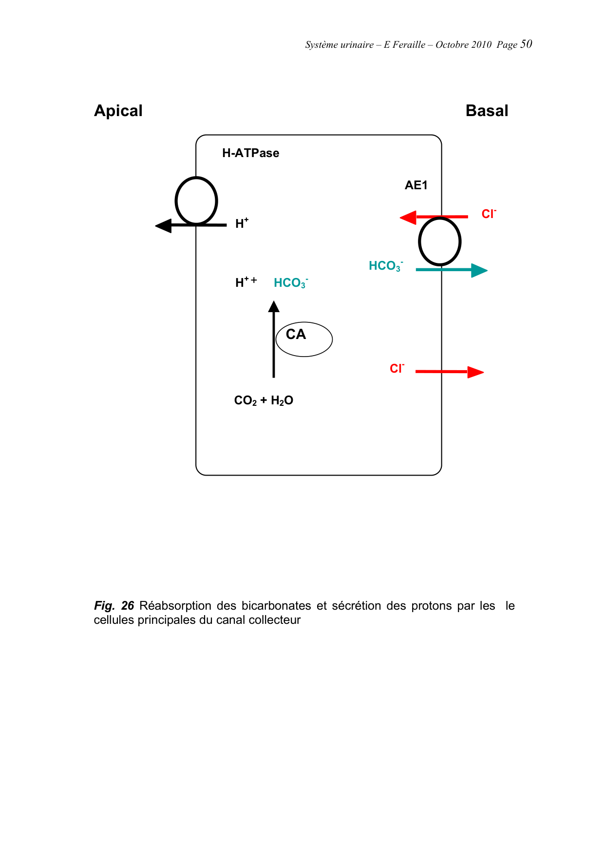 Système urinaire — ancien polycopié page 50