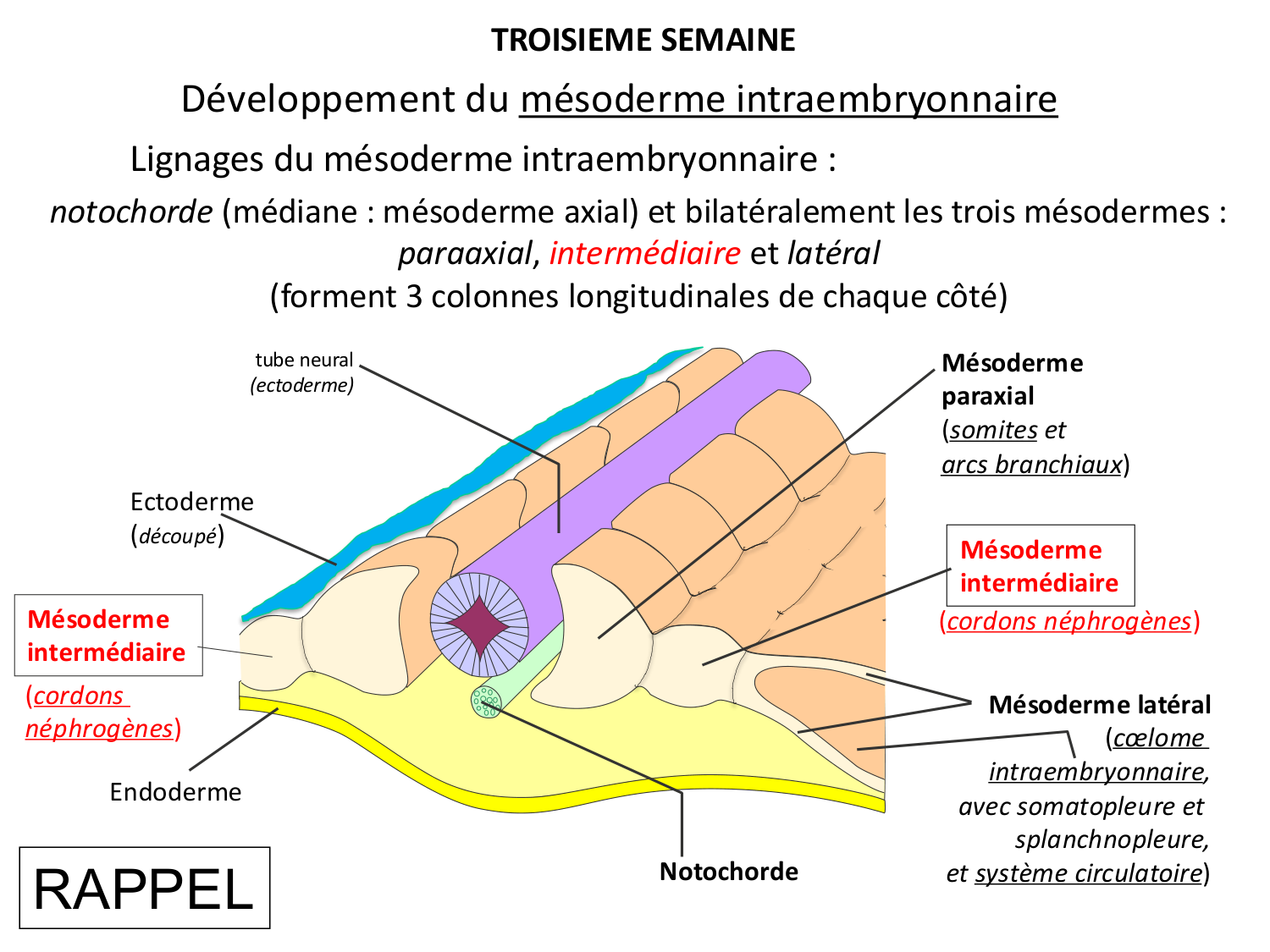 Dév Système Urinaire 2025-26 page 2