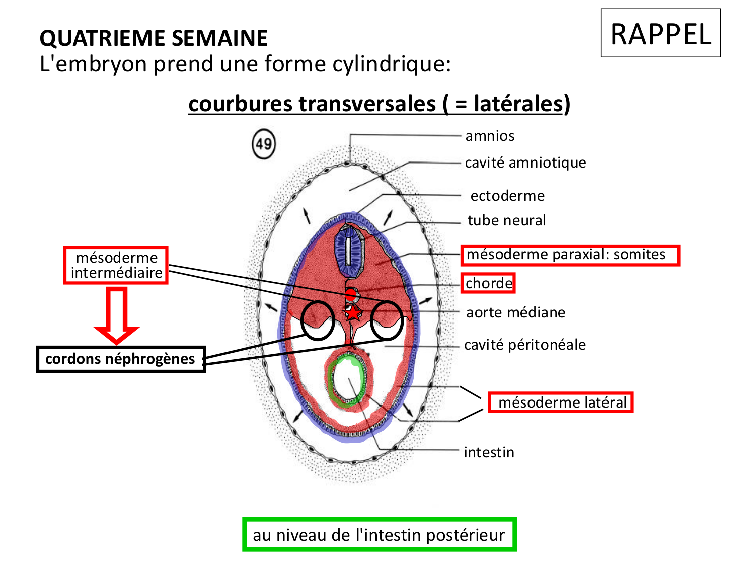Dév Système Urinaire 2025-26 page 6