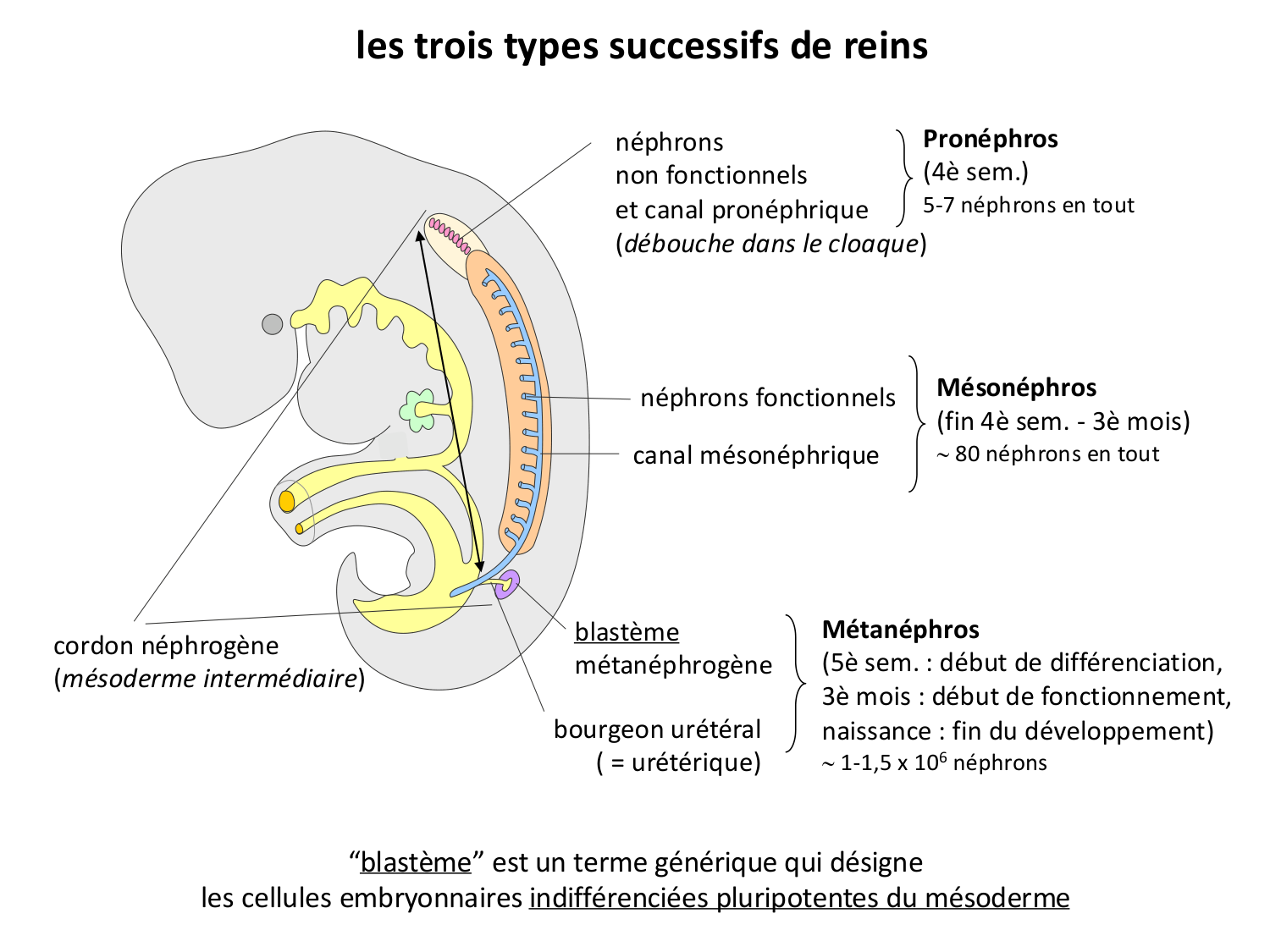 Dév Système Urinaire 2025-26 page 10