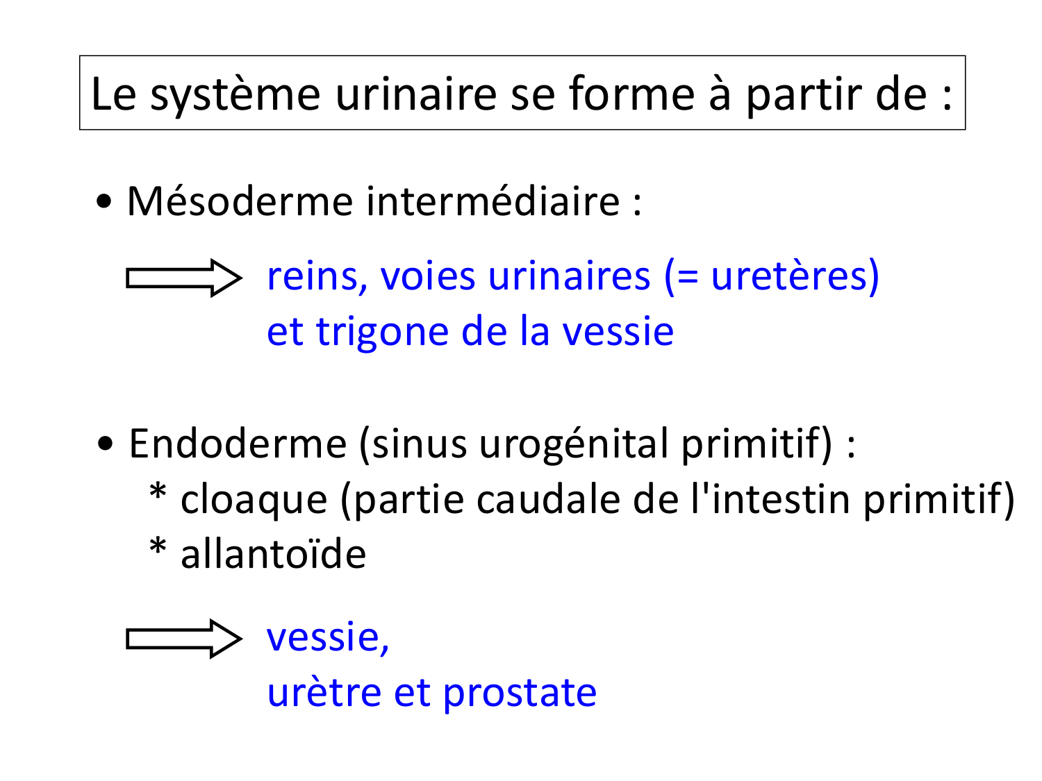 Dév Système Urinaire 2025-26 page 11