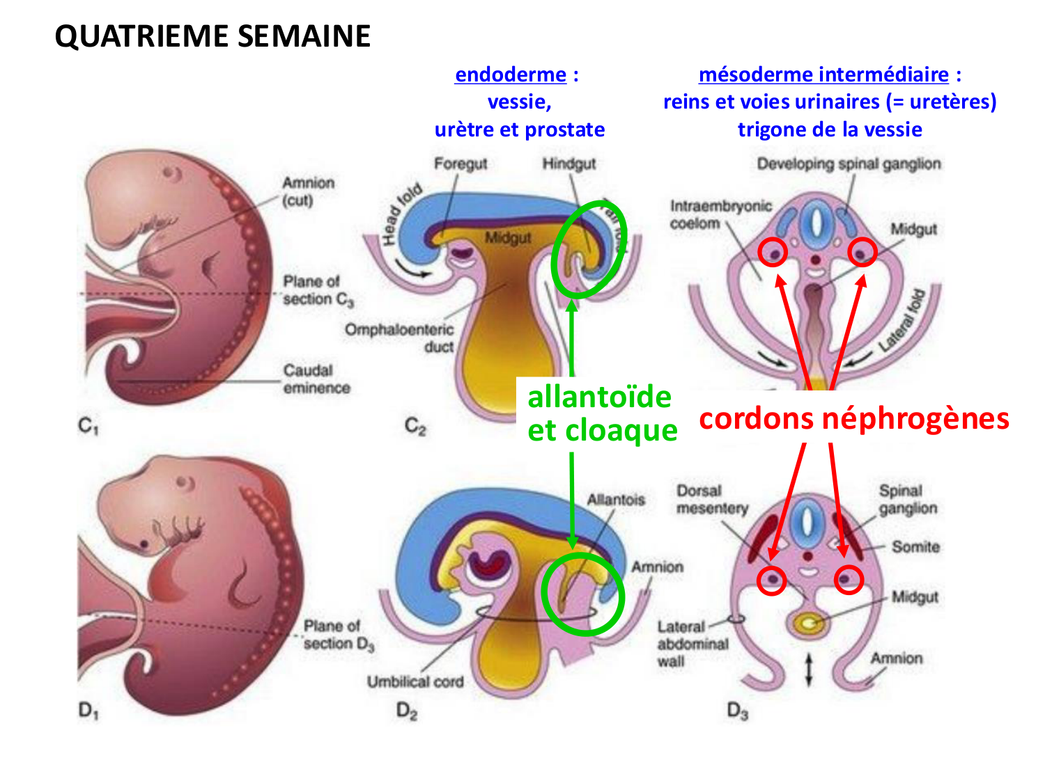 Dév Système Urinaire 2025-26 page 12