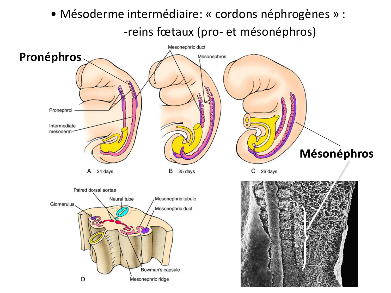 Dév Système Urinaire 2025-26 page 13