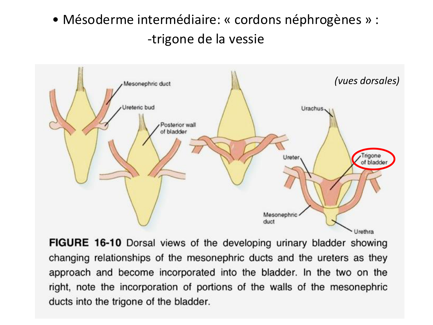 Dév Système Urinaire 2025-26 page 15