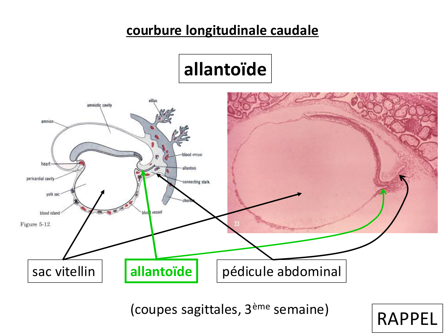 Dév Système Urinaire 2025-26 page 19