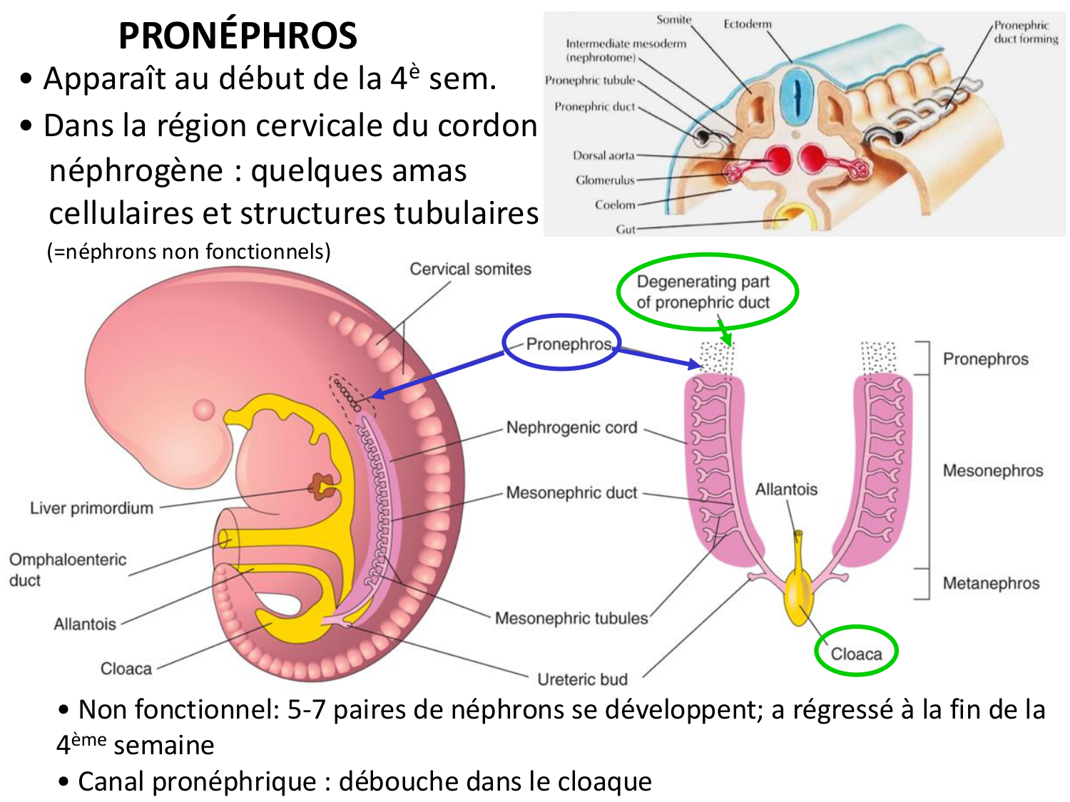 Dév Système Urinaire 2025-26 page 21