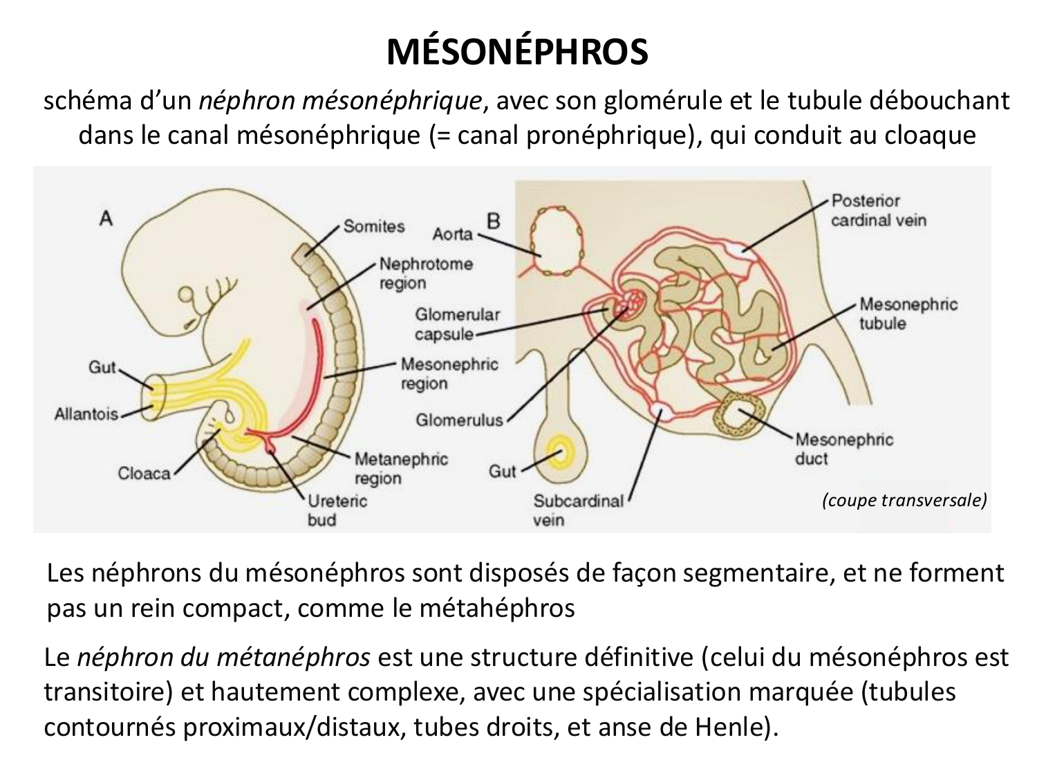 Dév Système Urinaire 2025-26 page 25