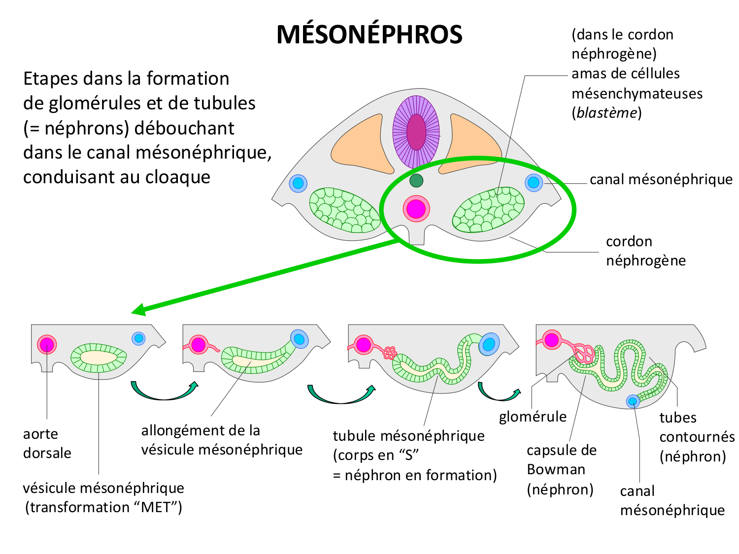 Dév Système Urinaire 2025-26 page 27