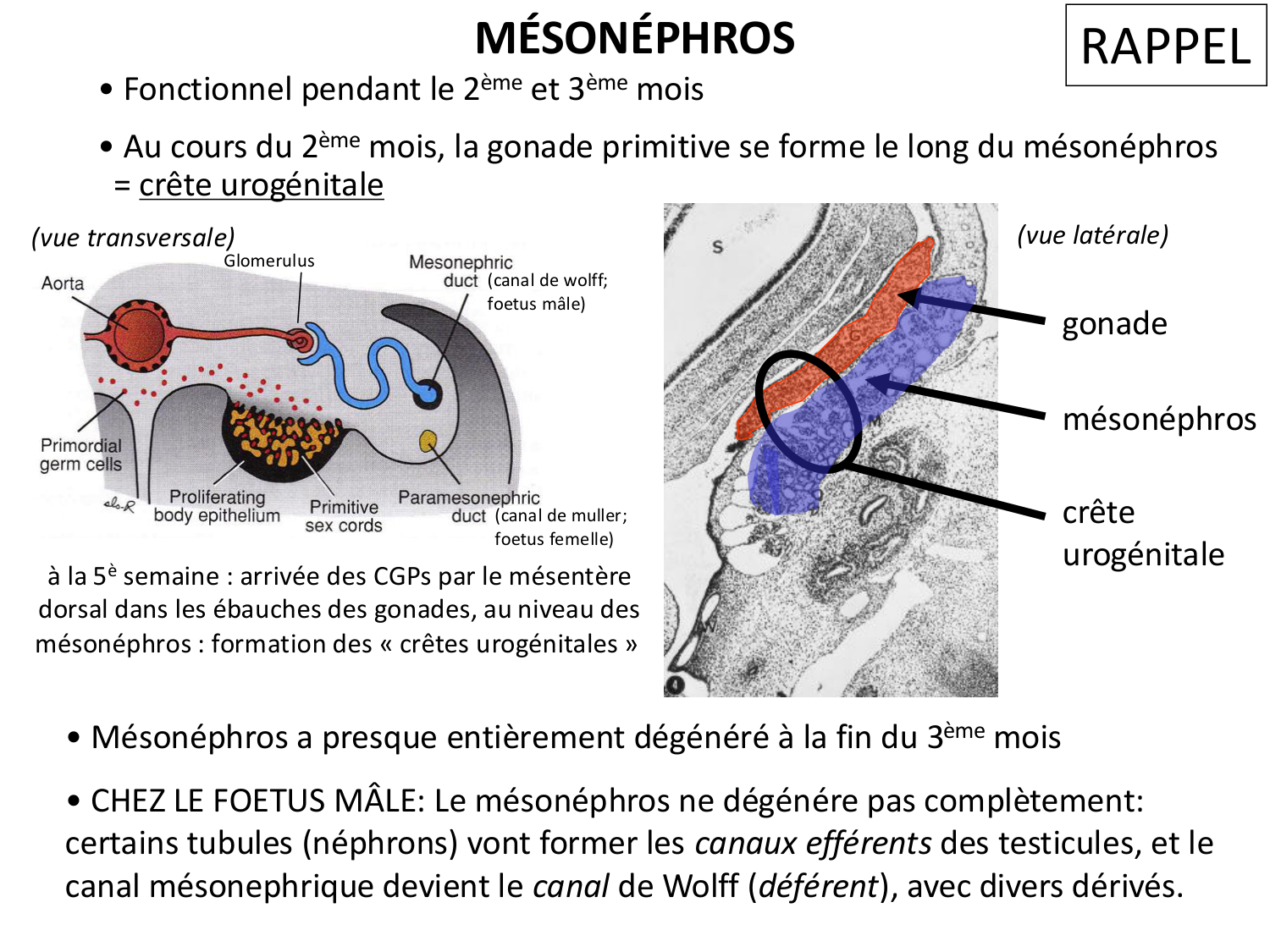 Dév Système Urinaire 2025-26 page 29