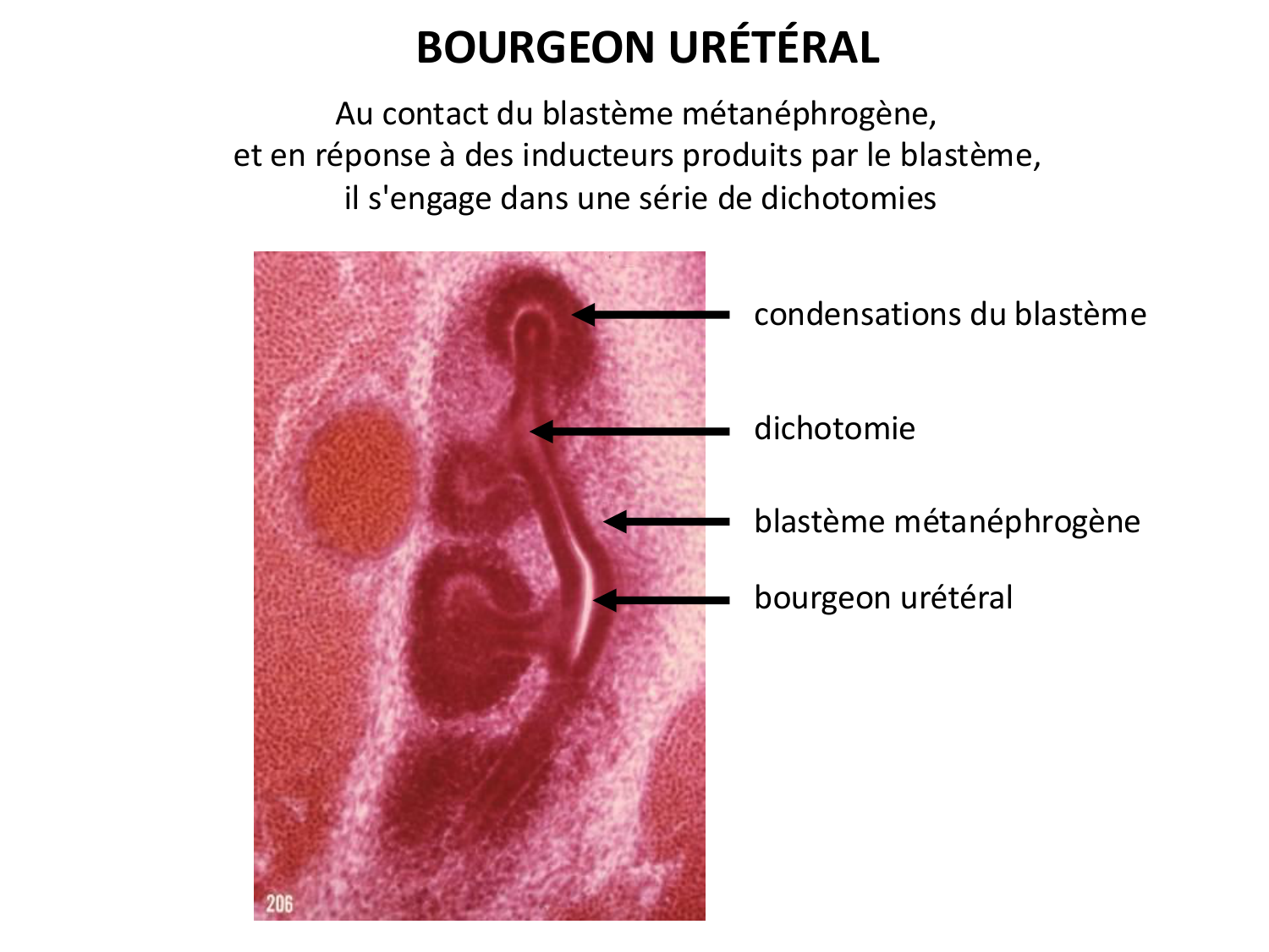 Dév Système Urinaire 2025-26 page 32