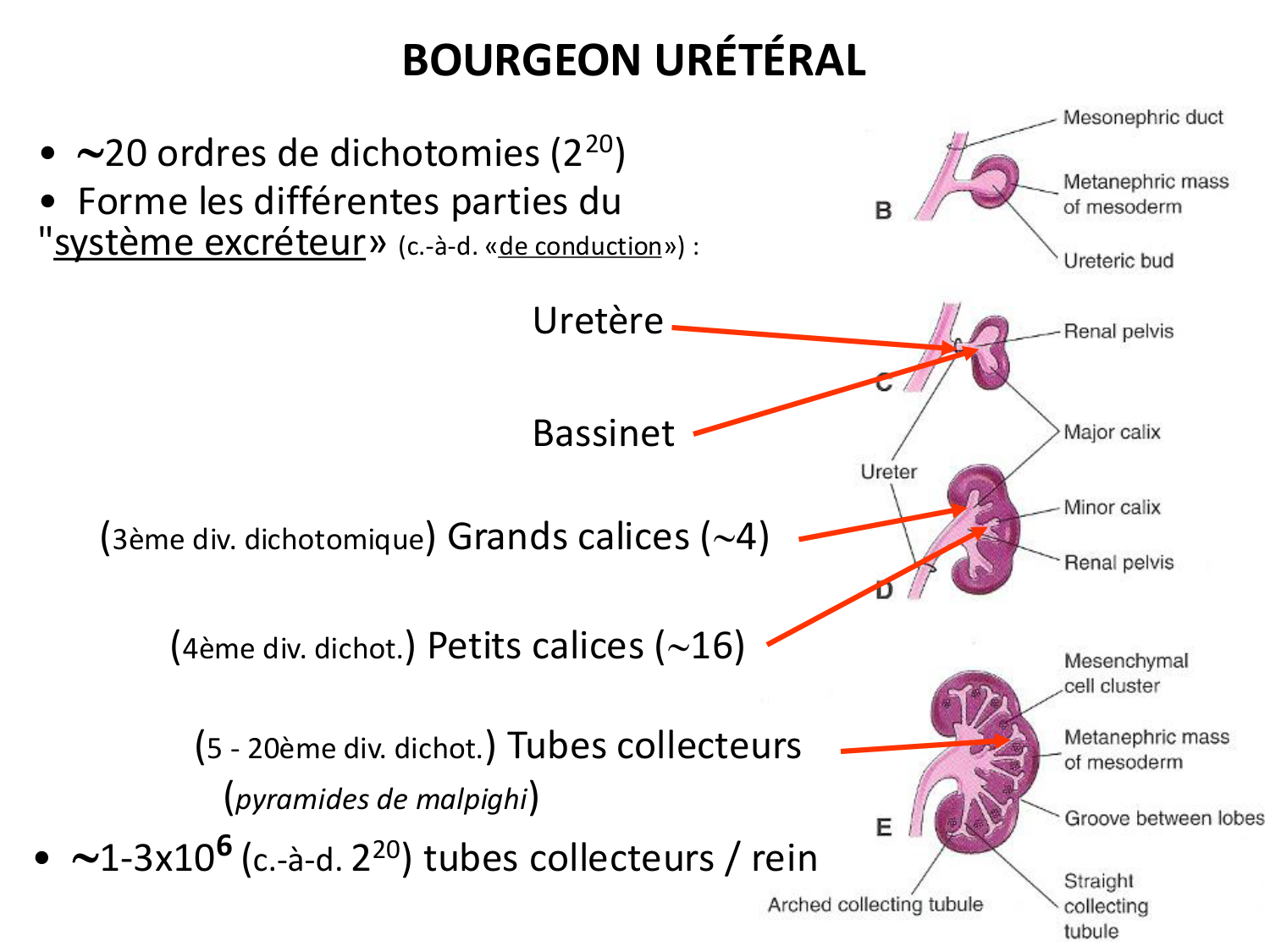 Dév Système Urinaire 2025-26 page 35