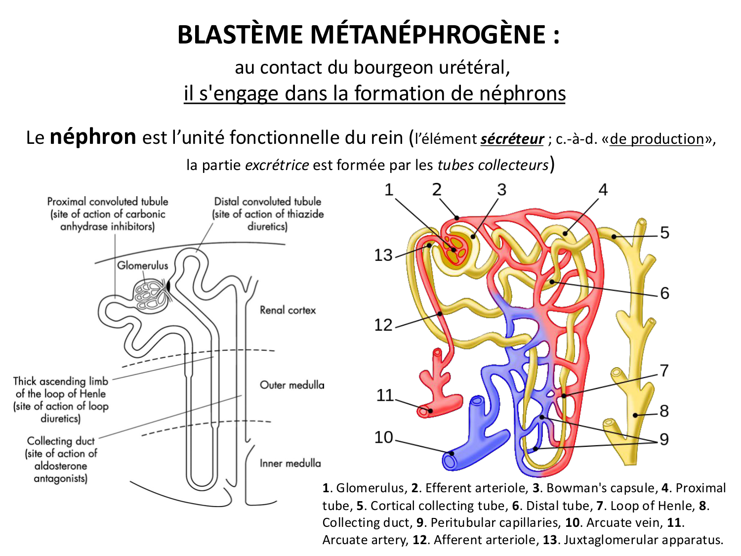 Dév Système Urinaire 2025-26 page 36