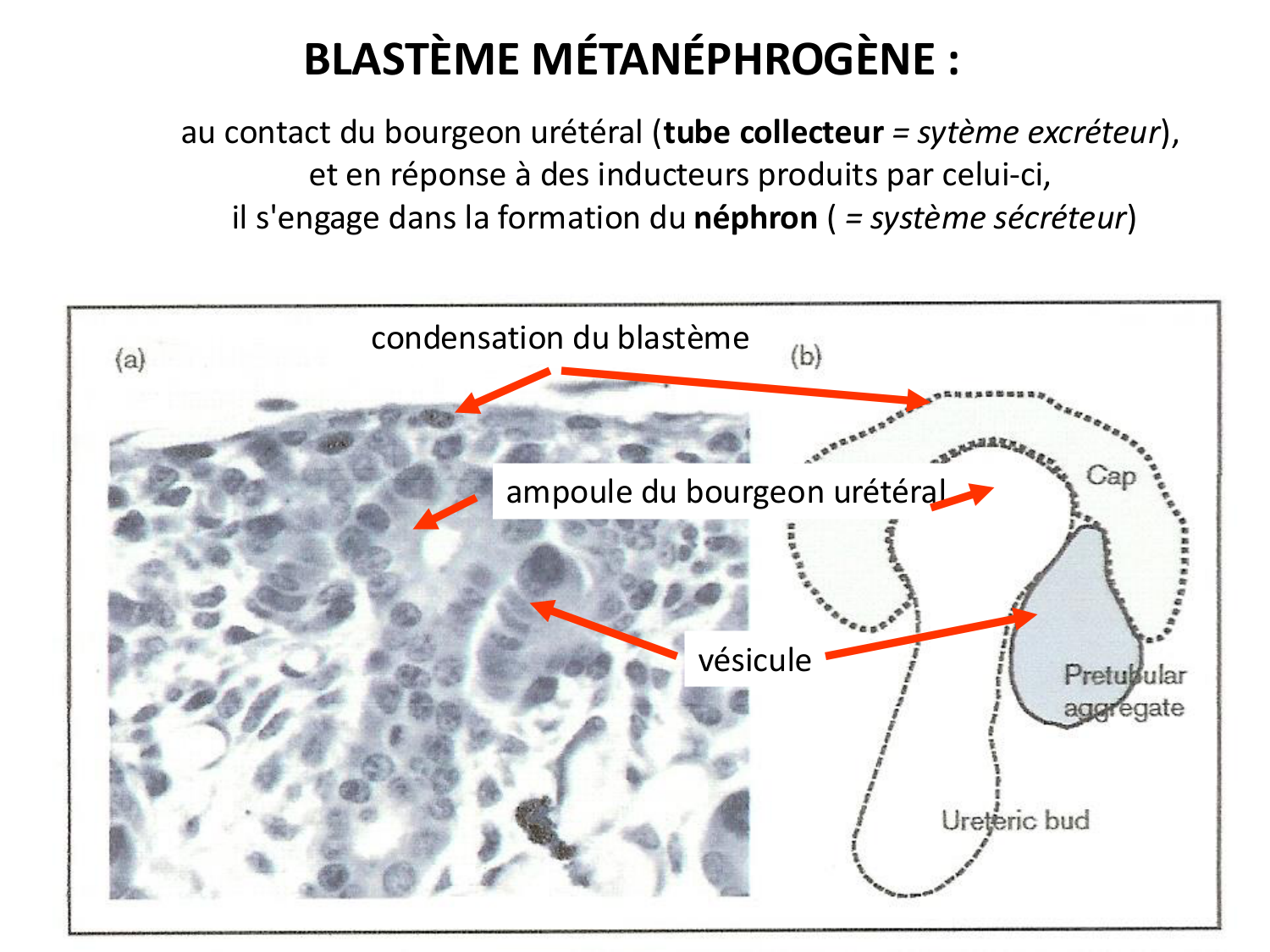 Dév Système Urinaire 2025-26 page 37