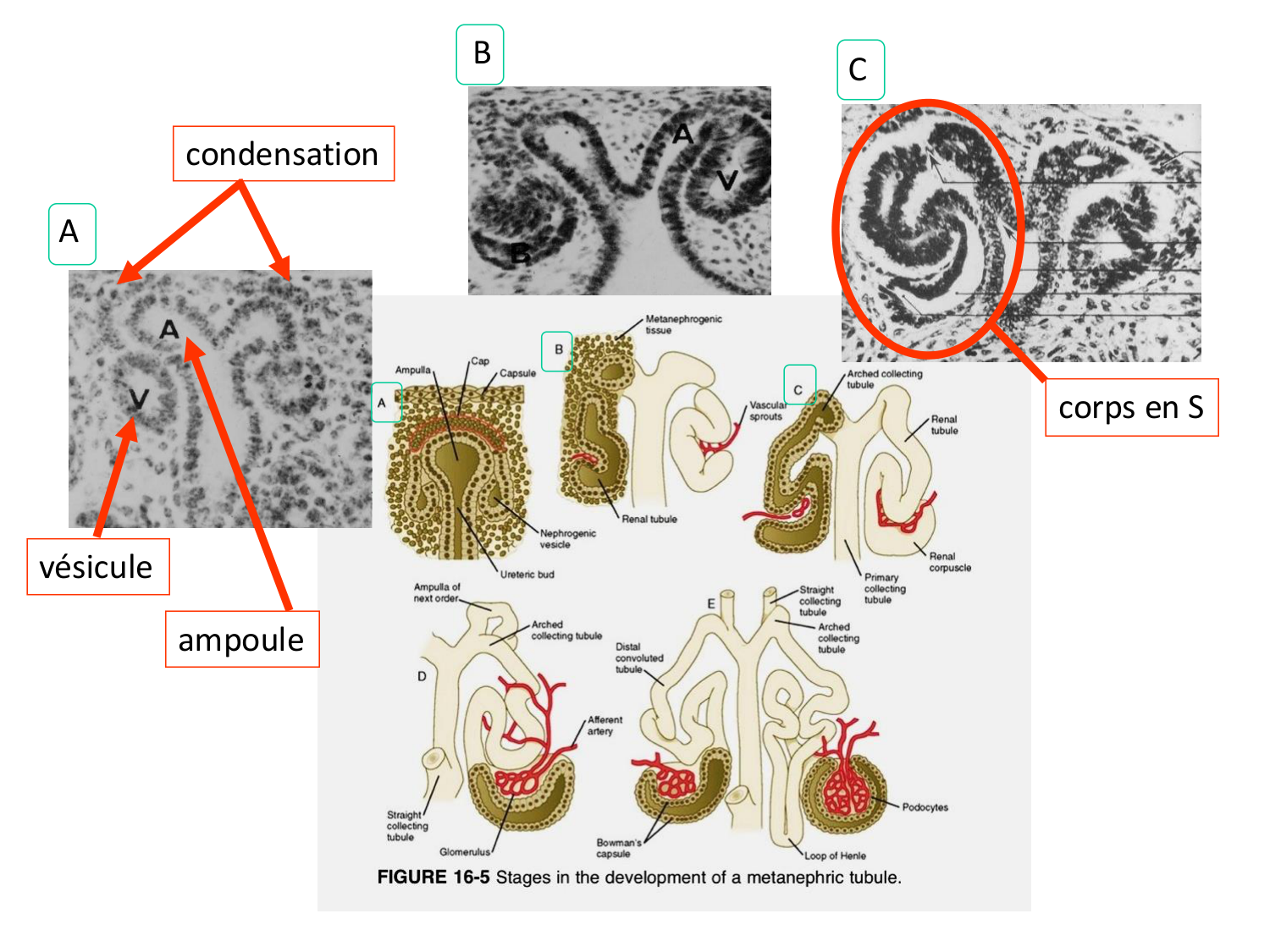 Dév Système Urinaire 2025-26 page 38