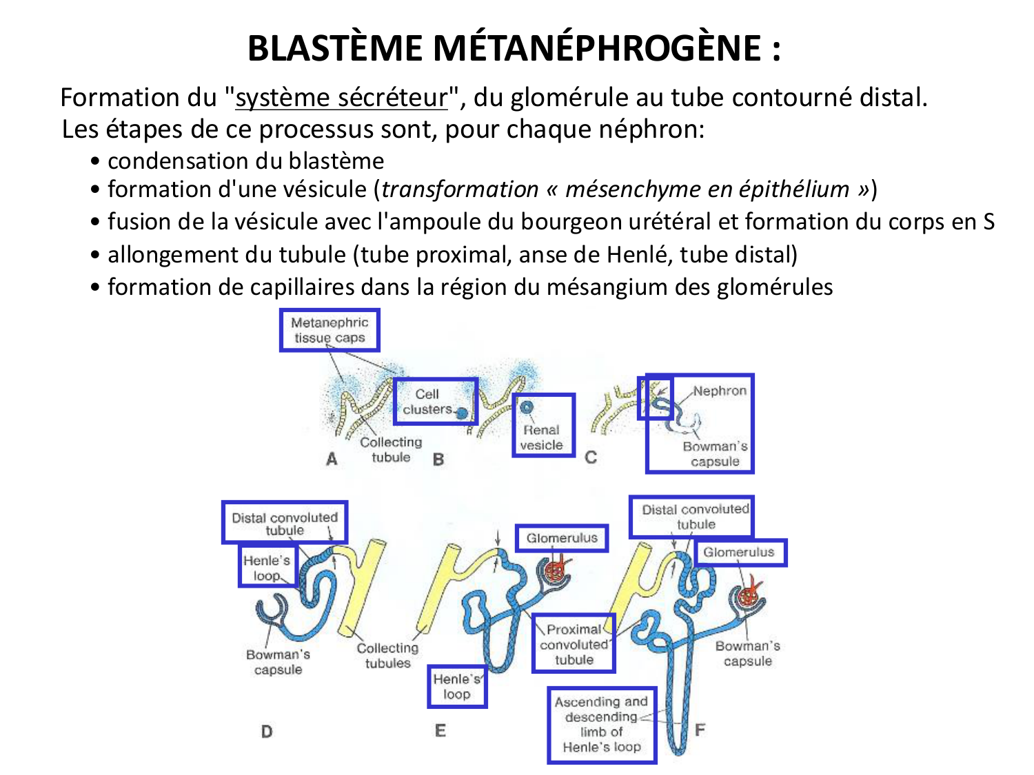 Dév Système Urinaire 2025-26 page 40