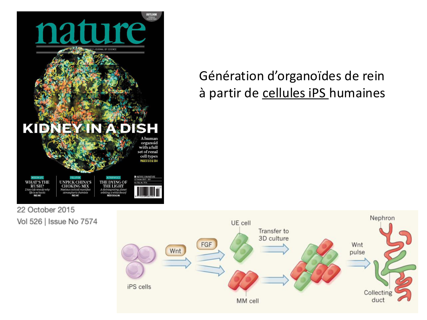 Dév Système Urinaire 2025-26 page 42