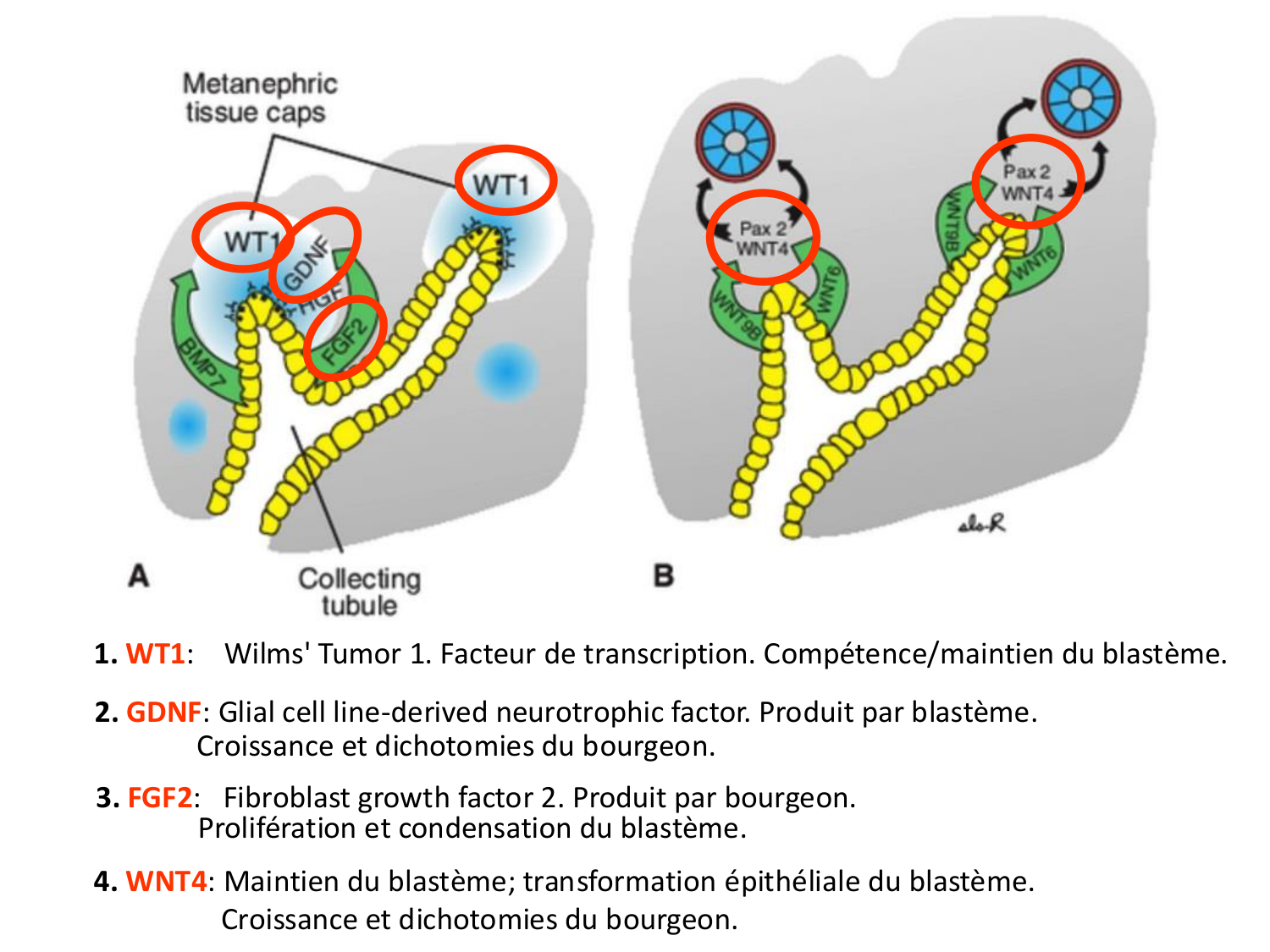 Dév Système Urinaire 2025-26 page 45