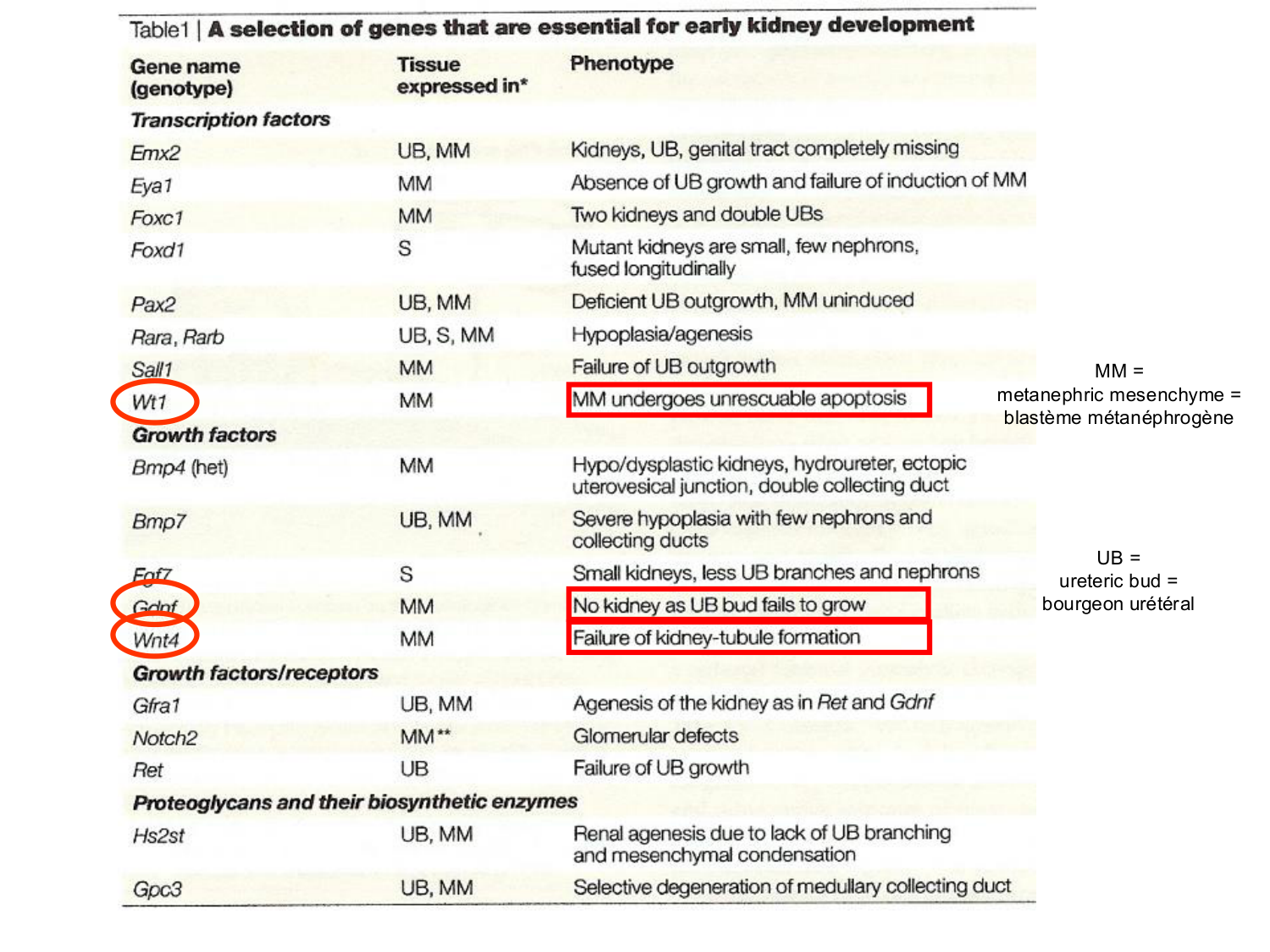 Dév Système Urinaire 2025-26 page 47