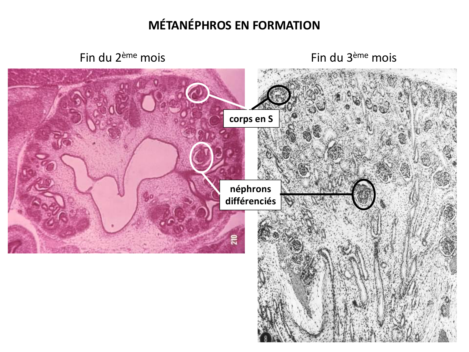 Dév Système Urinaire 2025-26 page 49