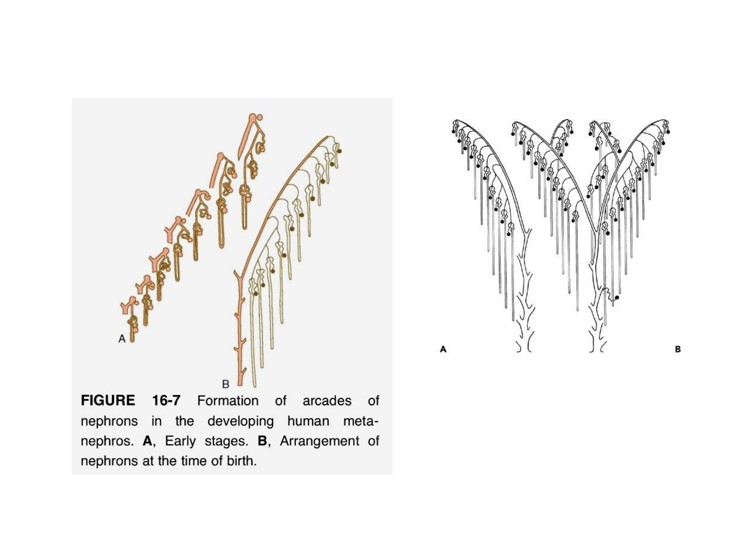 Dév Système Urinaire 2025-26 page 50